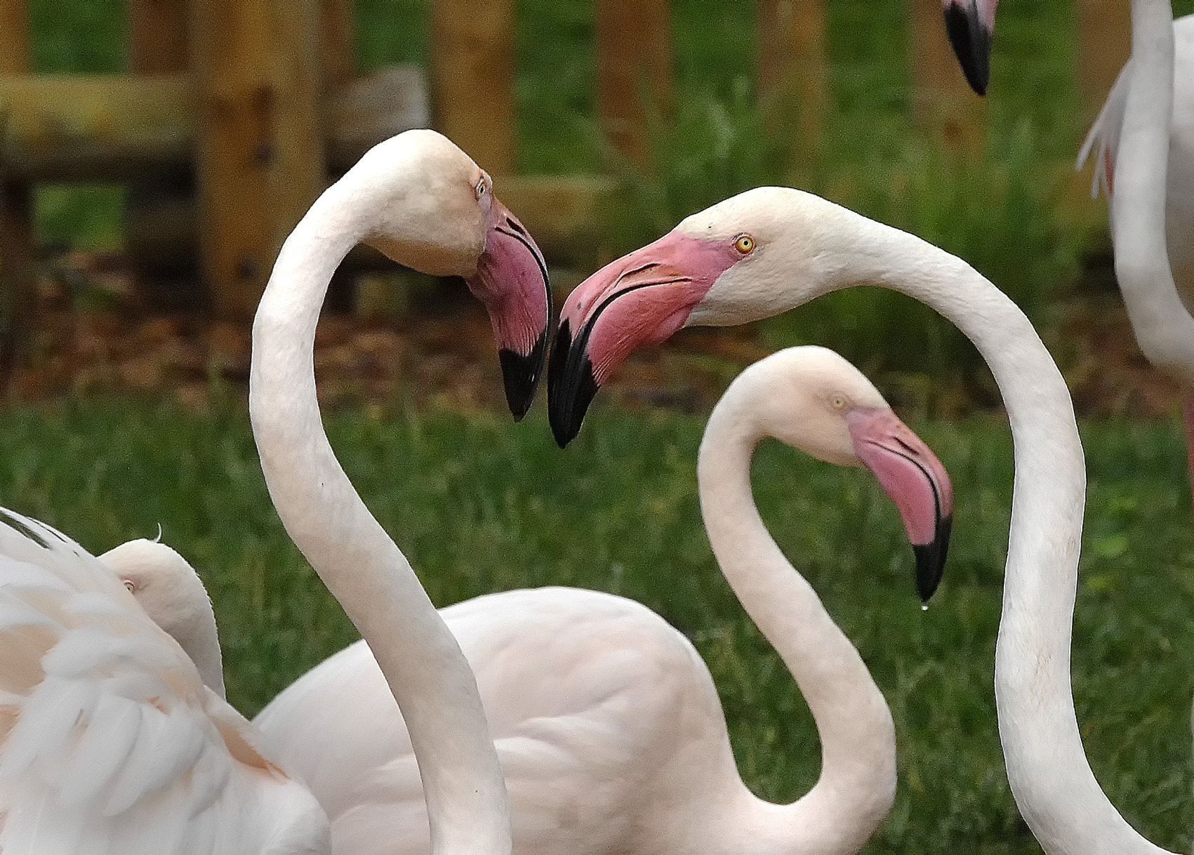 New Flamingo display